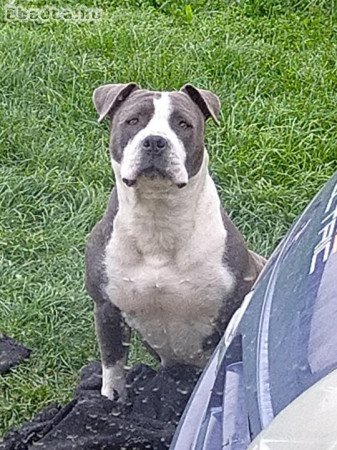 Amerikai staffordshire terrier kiskutyák eladók