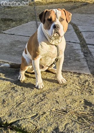 Amerikai staffordshire terrier kiskutyák eladók