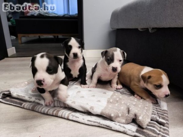 Amerikai staffordshire terrier kiskutyák eladók