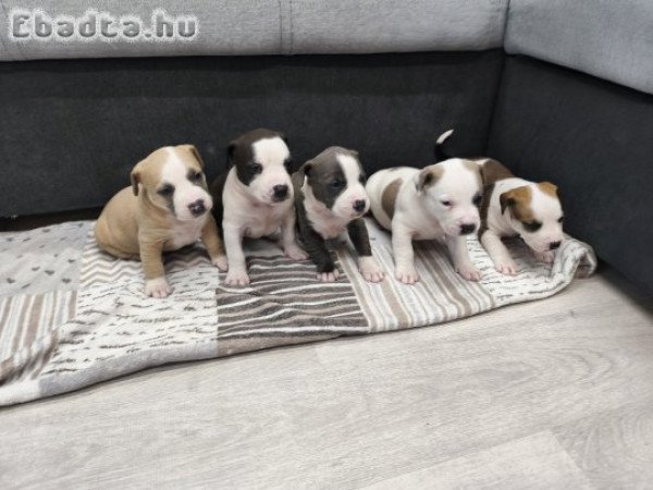 Amerikai staffordshire terrier kiskutyák eladók