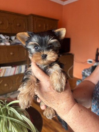 Yorkshire terrier