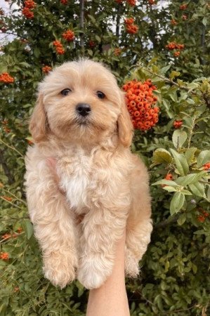 Maltipoo maltai selyem es torpe uszkar