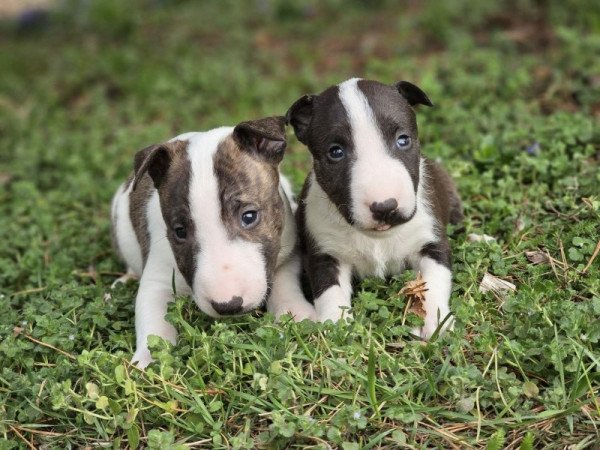 Bullterrier