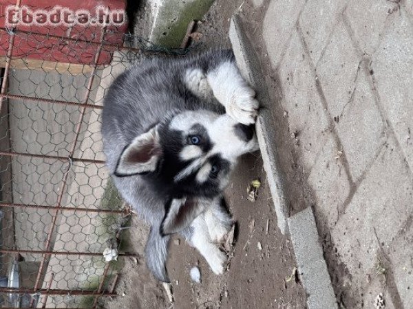 Husky kölykök