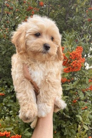 Maltipoo maltai selyem es torpe uszkar