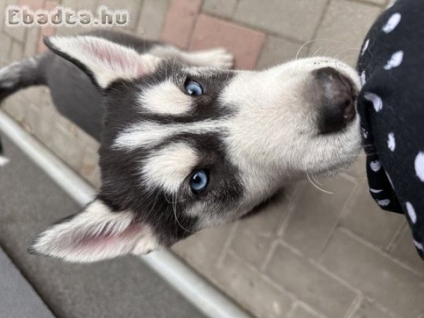 Husky kölykök