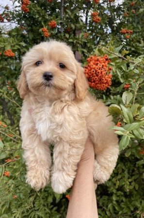 Maltipoo maltai selyem es torpe uszkar