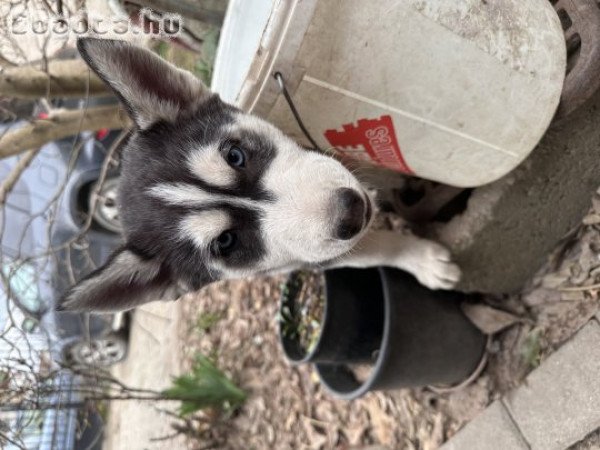 Husky kölykök