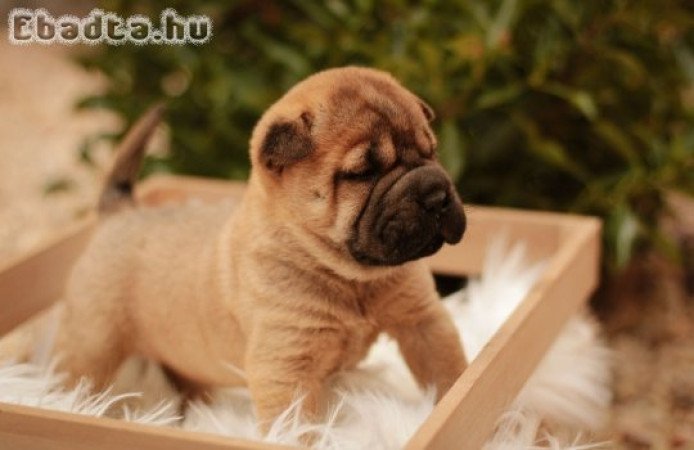Shar-Pei kölykök