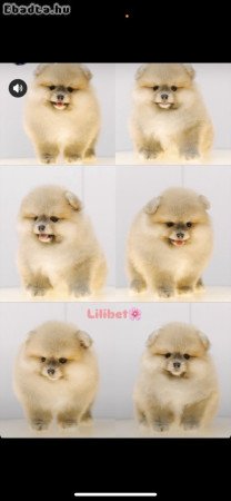 I am selling Pomeranian puppies