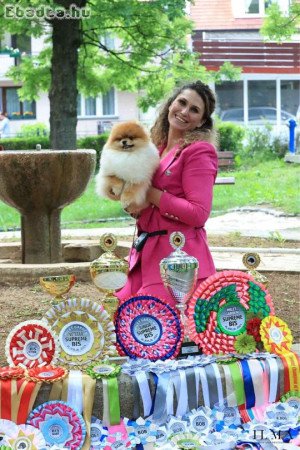 I am selling Pomeranian puppies