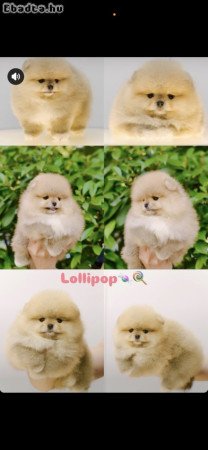 I am selling Pomeranian puppies