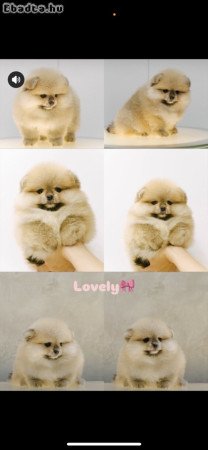 I am selling Pomeranian puppies