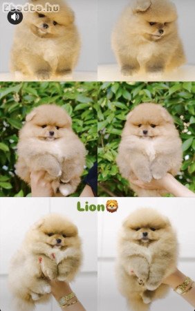 I am selling Pomeranian puppies