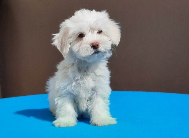 Bichon Havanese