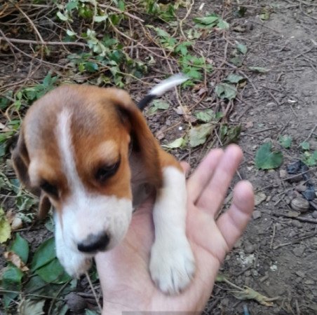 Beagle