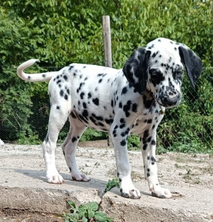 Dalmata