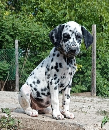 Dalmata