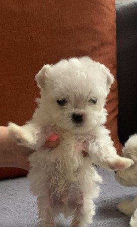 Bichon havanese