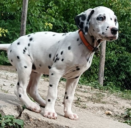 Dalmata