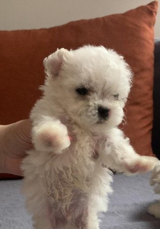 Bichon havanese