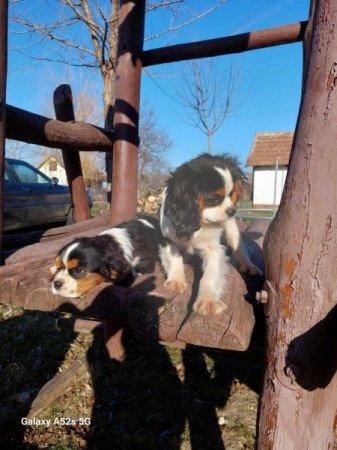 Cavalier king charles spániel