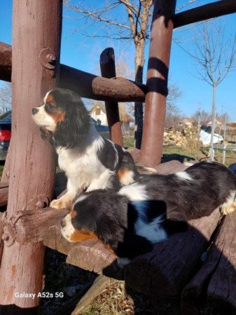 Cavalier king charles spániel