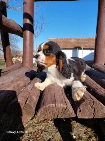 Cavalier king charles spániel