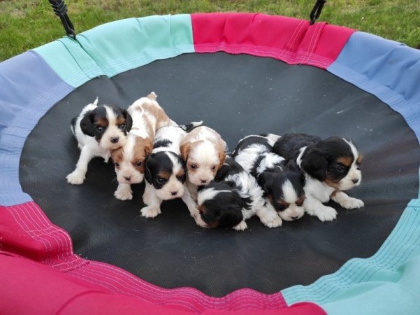 Cavalier king charles spániel