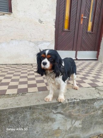 Cavalier king charles spániel