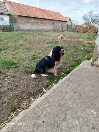 Cavalier king charles spániel