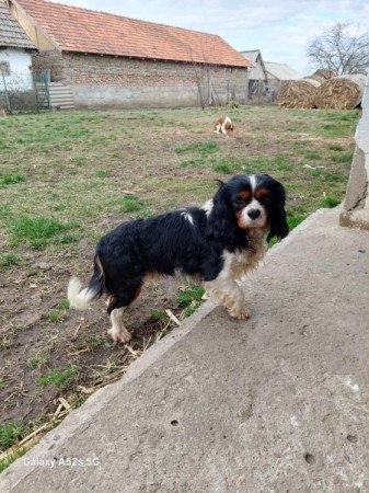 Cavalier king charles spániel