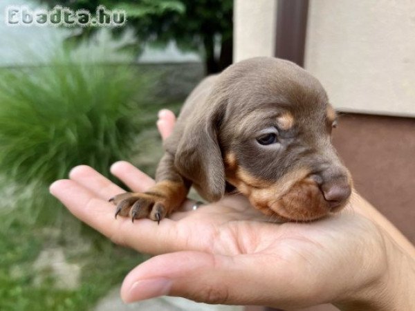 Fajtatiszta jellegű törpe tacskó kiskutyák eladók