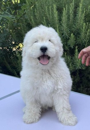 Puli kan kölyök eladó