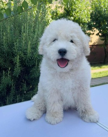 Puli kan kölyök eladó