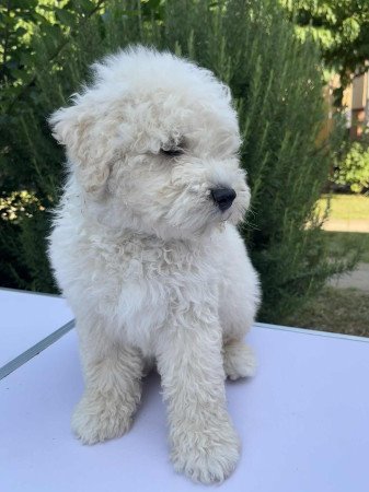 Puli kan kölyök eladó