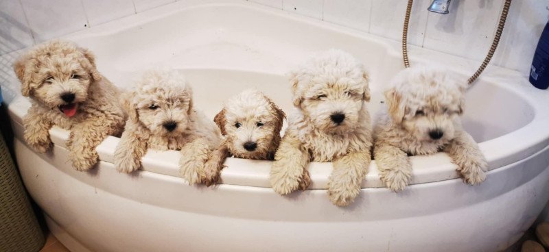 Puli kan kölyök eladó