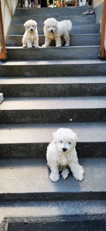 Puli kan kölyök eladó