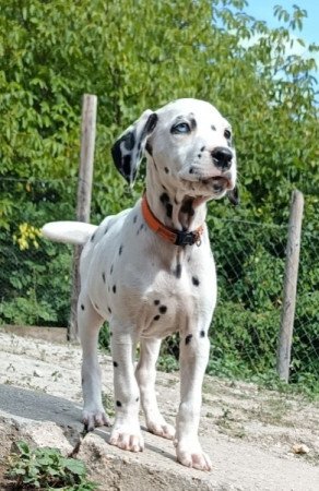 Dalmata