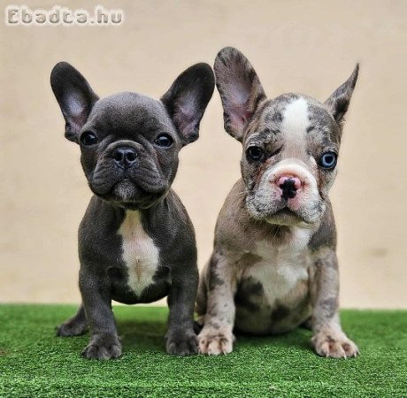 Francia bulldog kiskutyák