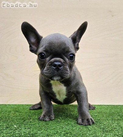 Francia bulldog kiskutyák