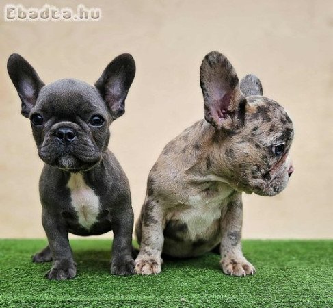 Francia bulldog kiskutyák