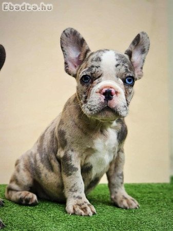 Francia bulldog kiskutyák