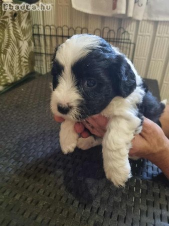 Gazdikereső pamacsok.