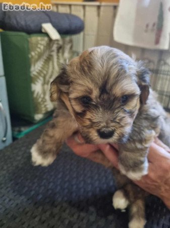 Gazdikereső pamacsok.