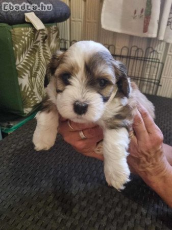 Gazdikereső pamacsok.