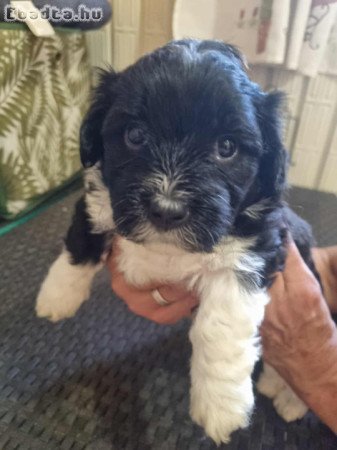 Gazdikereső pamacsok.