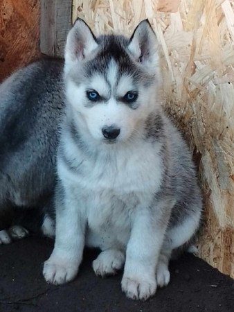 husky