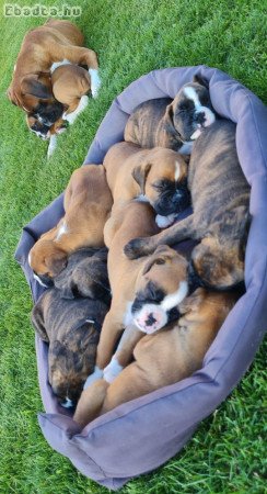 Szerető gazdit keres 5 német boxer kiskutya