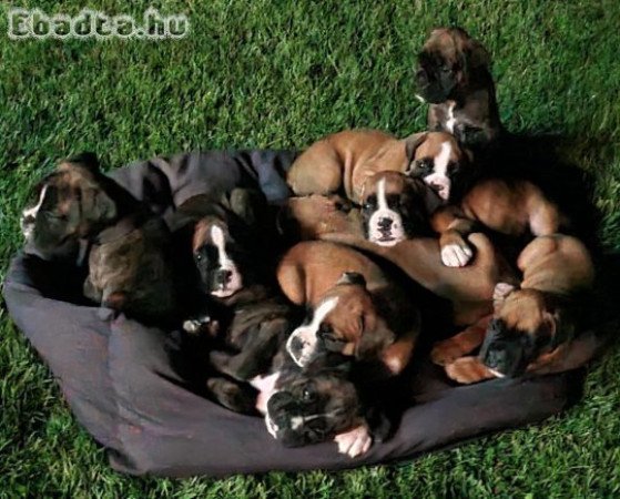 Szerető gazdit keres 5 német boxer kiskutya